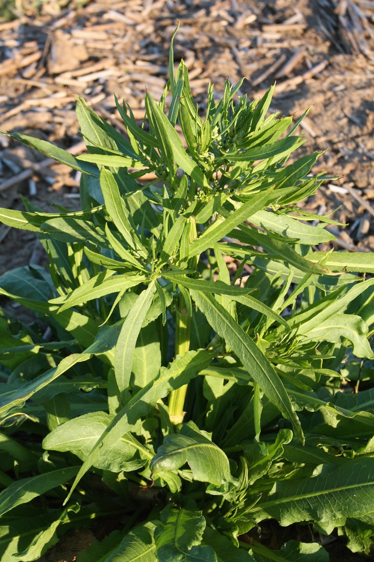 Изображение особи Rumex maritimus.