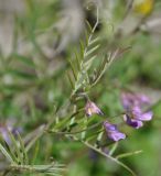 Vicia palaestina