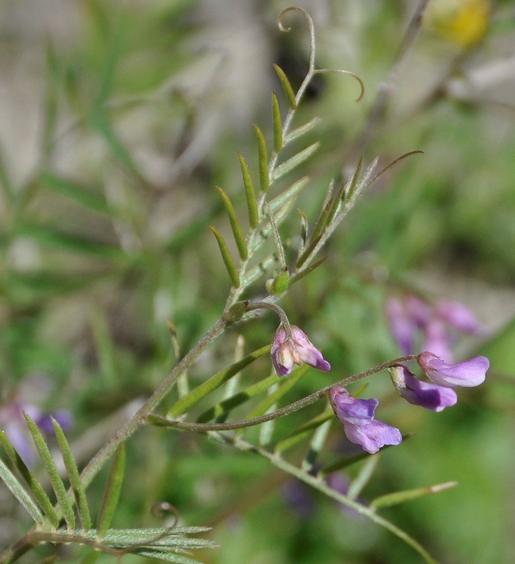 Изображение особи Vicia palaestina.