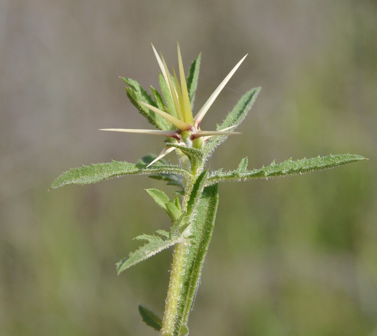 Изображение особи Centaurea hyalolepis.