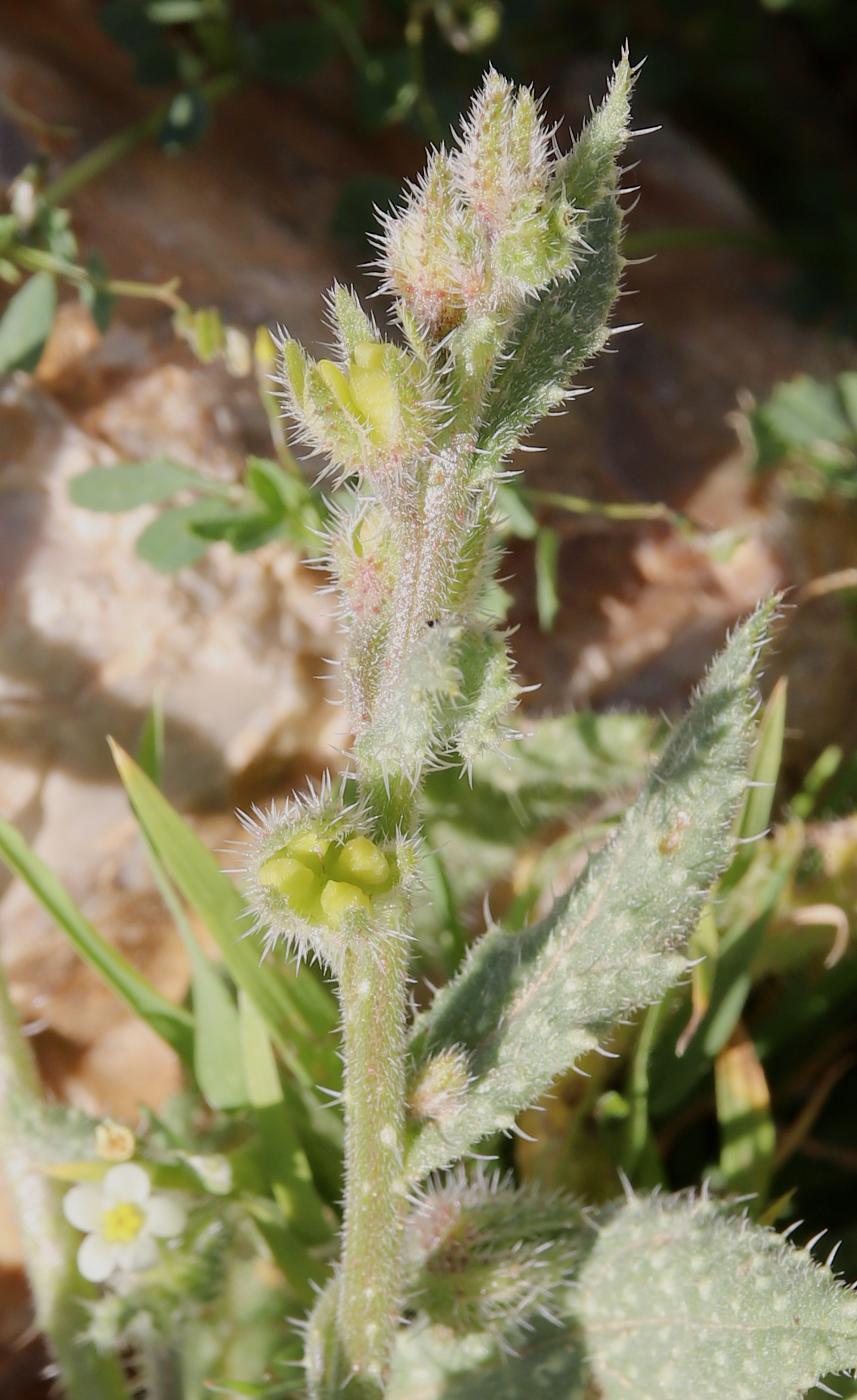 Image of Anchusa aegyptiaca specimen.