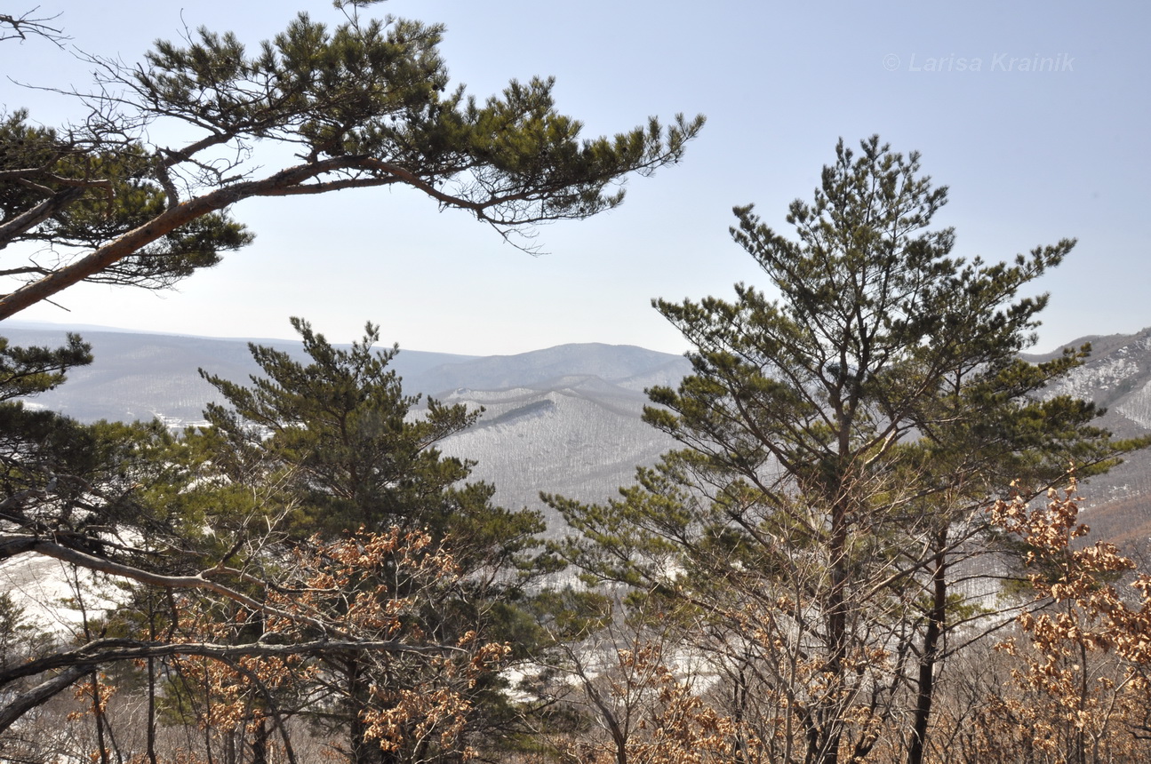 Изображение особи Pinus &times; funebris.