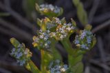 Valerianella locusta. Верхушки побегов с соцветиями. Ростовская обл., Азовский р-н, окр. хут. Лагутник, пересохший пойменный луг. 13.04.2020.