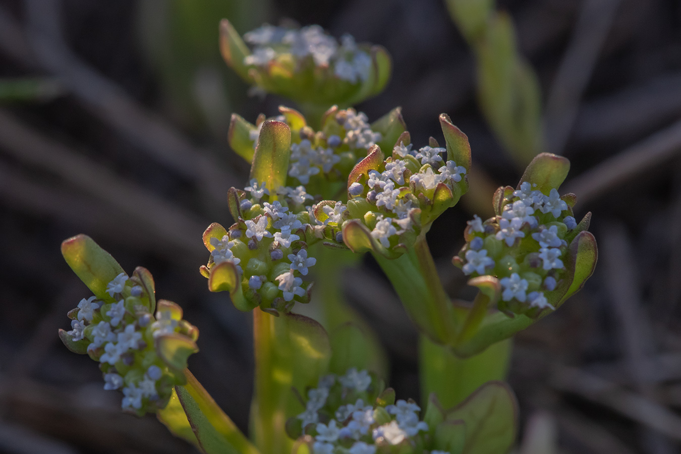 Изображение особи Valerianella locusta.