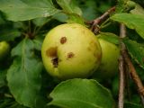 Malus sylvestris. Зрелые плоды (диаметр около 5 см). Чувашия, окр. г. Шумерля, Кумашкинский заказник, Соколова поляна. 7 августа 2008 г.