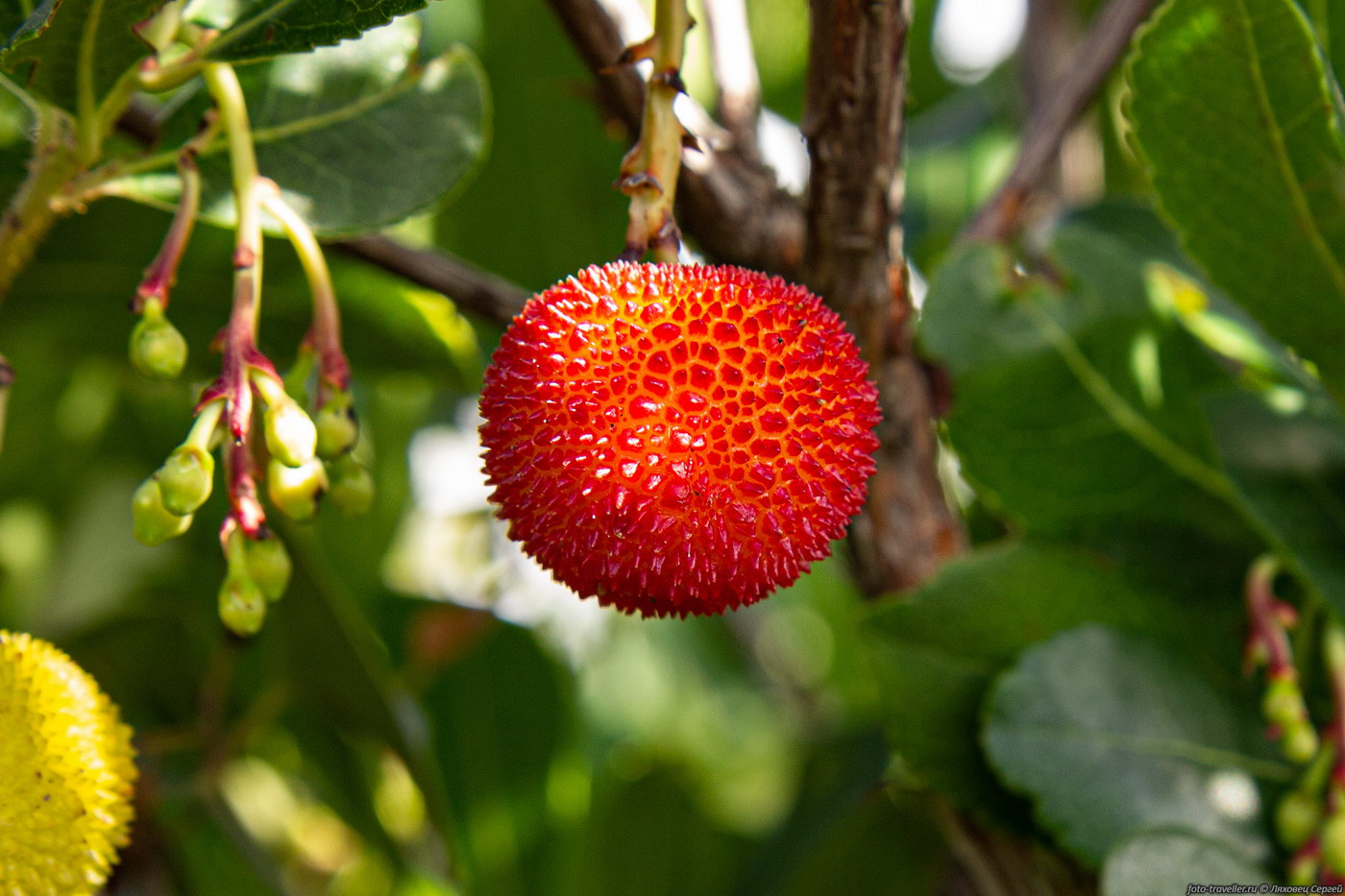 Image of Arbutus unedo specimen.