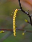 Image of taxon representative. Author is Марина Скотникова