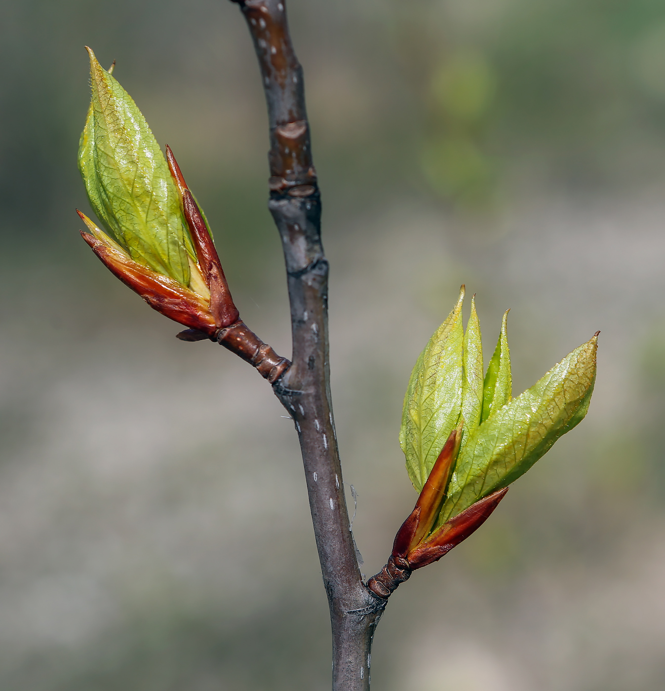 Image of genus Populus specimen.