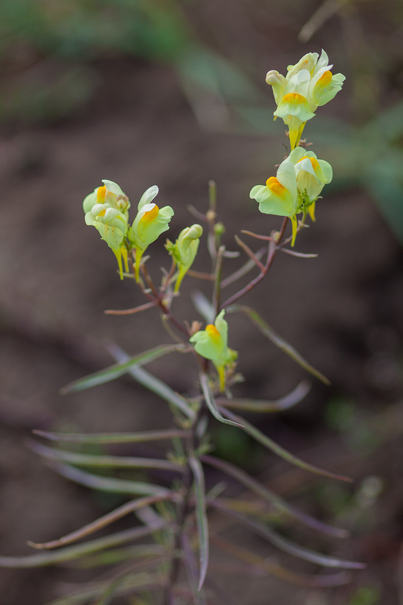 Image of genus Linaria specimen.