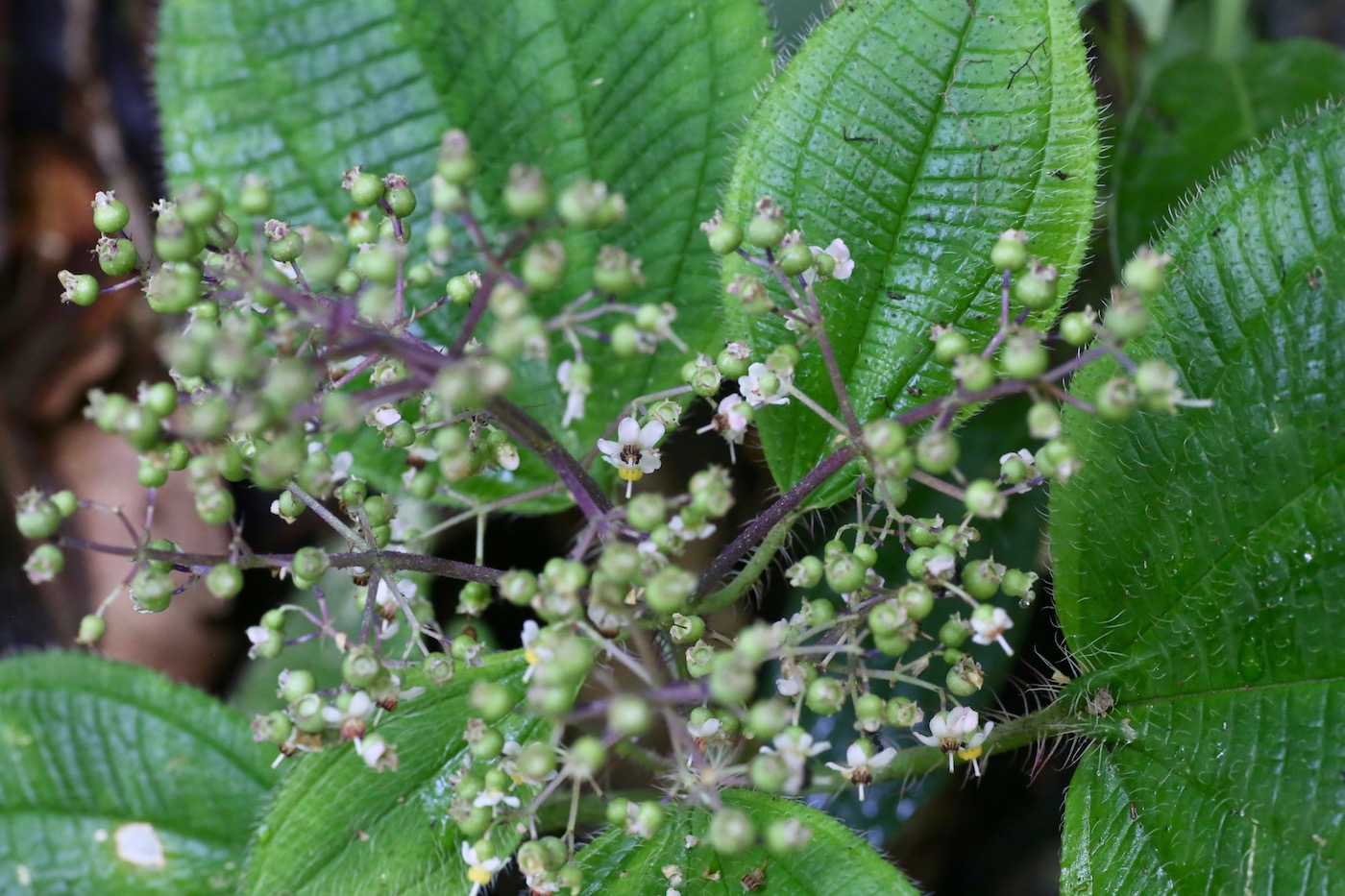 Image of Miconia symphyandra specimen.