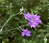 Delphinium consolida. Соцветие. Краснодарский край, Кущёвский р-н, станица Шкуринская, палисадник, заносное. 19.06.2020.