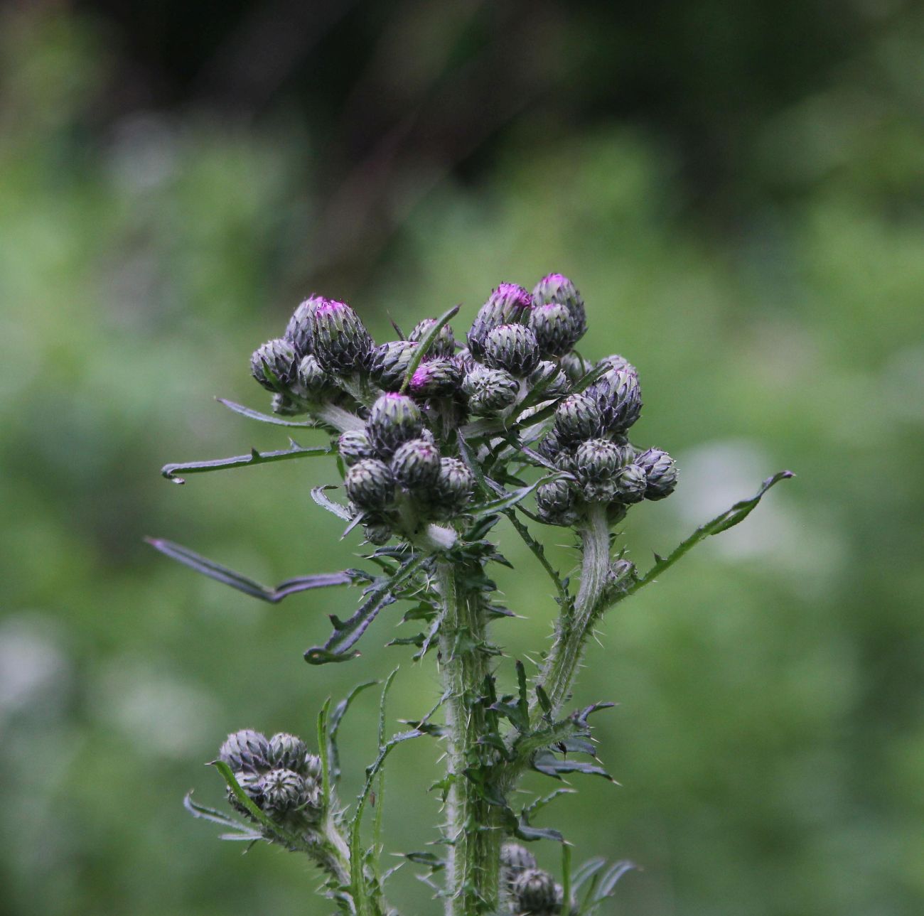 Image of Cirsium palustre specimen.