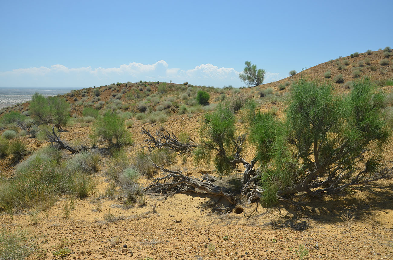 Image of Haloxylon persicum specimen.