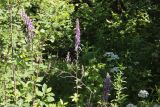 Aconitum septentrionale