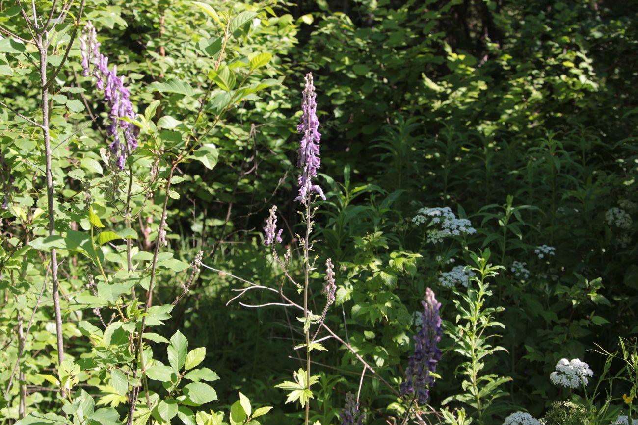 Image of Aconitum septentrionale specimen.