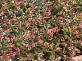 Euphorbia hamata