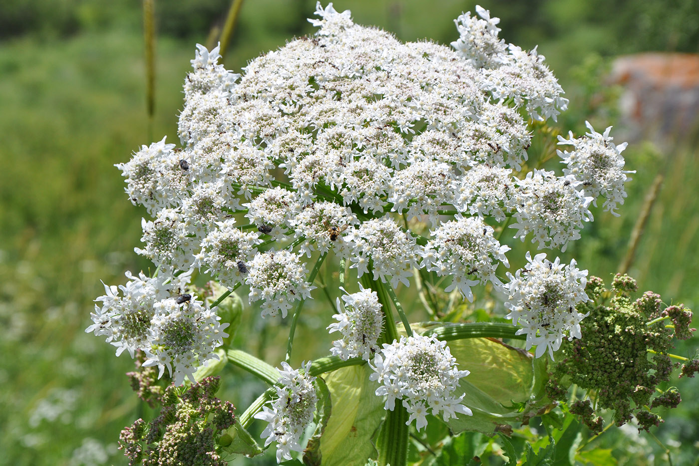 Изображение особи род Heracleum.