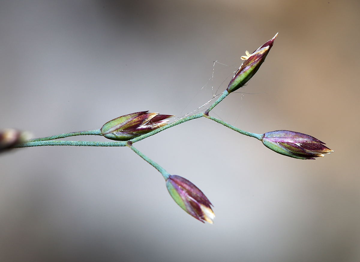 Image of Poa glauca specimen.