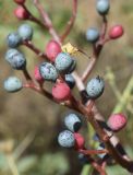 Pistacia terebinthus