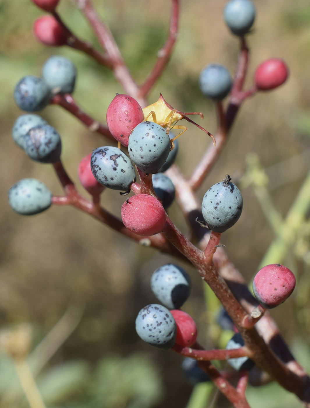 Изображение особи Pistacia terebinthus.