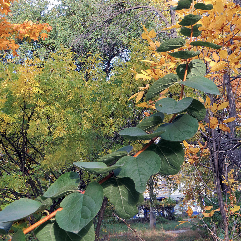 Image of Philadelphus pubescens specimen.