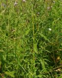 Cirsium setosum