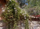 Jasminum polyanthum. Цветущее растение. Перу, регион Куско, пос. Ollantaytambo. 11.10.2019.