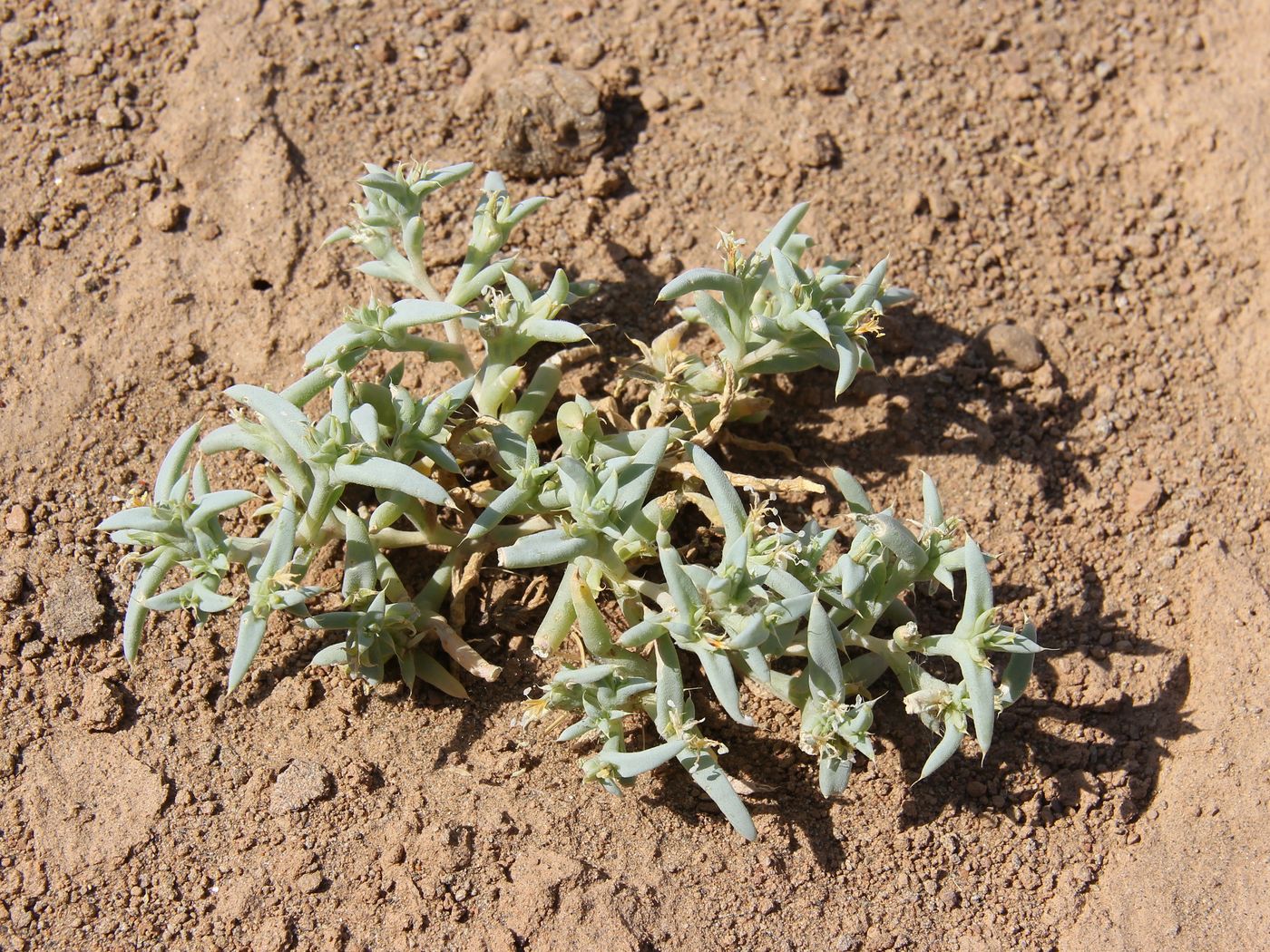Image of Halimocnemis latifolia specimen.