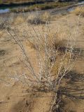 Astragalus paucijugus. Высохшее растение. Казахстан, Алматинская обл, Балхашский р-н, закреплённые пески. 6 октября 2018 г.