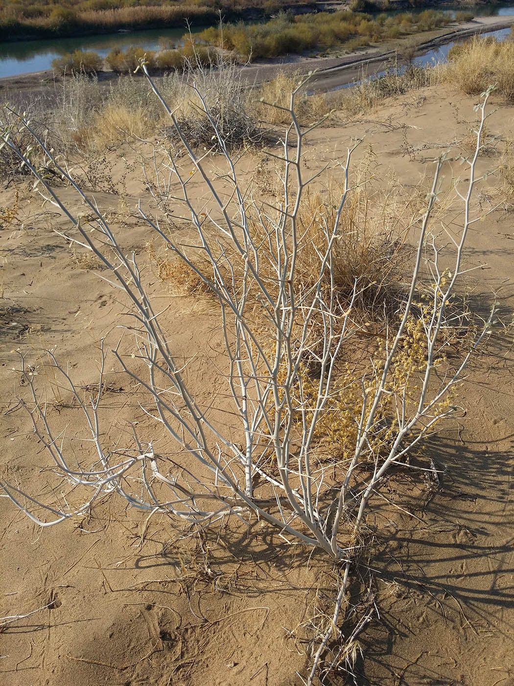 Изображение особи Astragalus paucijugus.