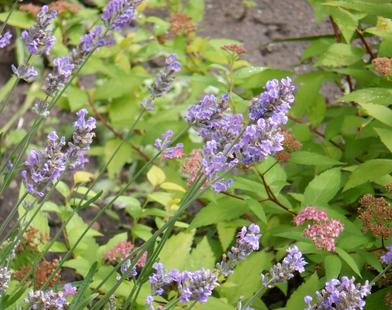 Изображение особи род Lavandula.