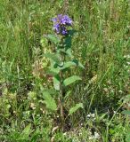 Campanula glomerata. Цветущее растение. Иркутская обл., Иркутский р-н, р. Иркут, о. Беляева, луг. 29.06.2020.