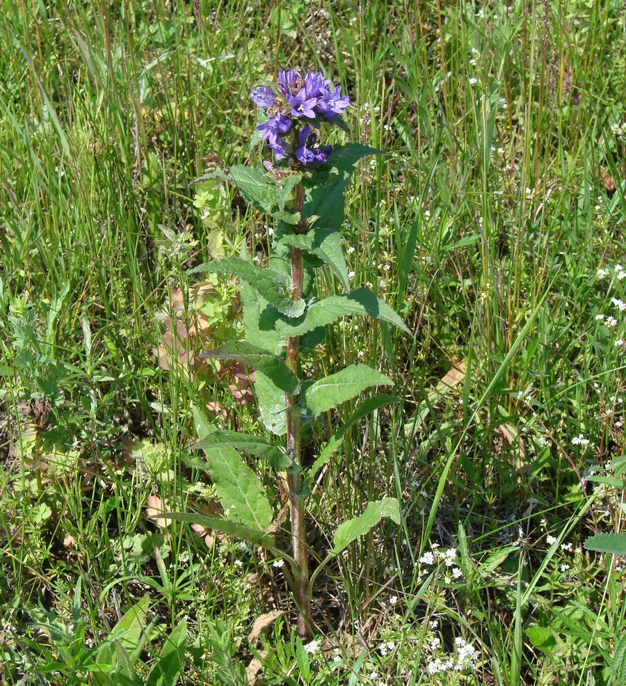 Image of Campanula glomerata specimen.