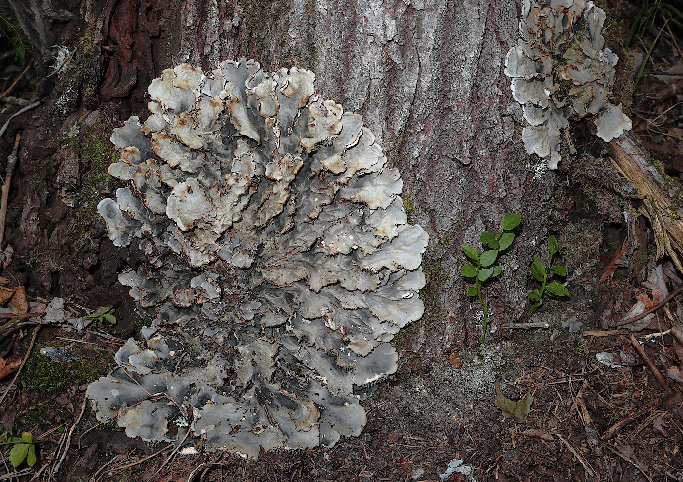 Image of genus Peltigera specimen.