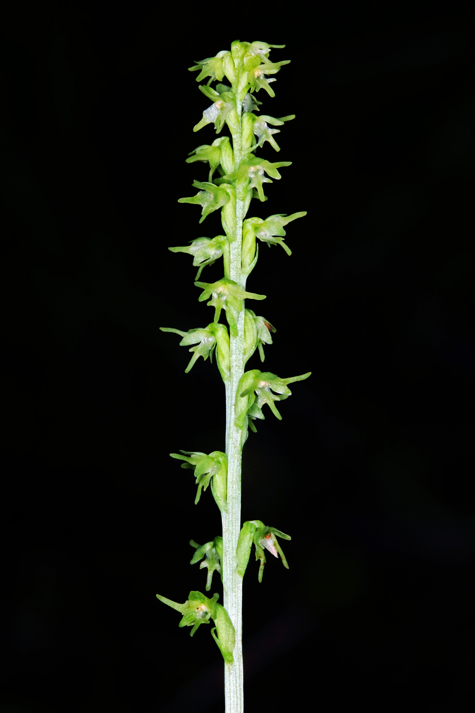 Image of Herminium monorchis specimen.