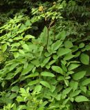 Aralia continentalis