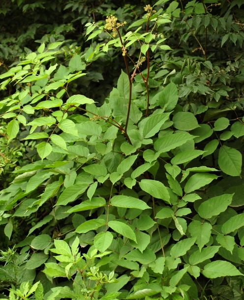 Изображение особи Aralia continentalis.