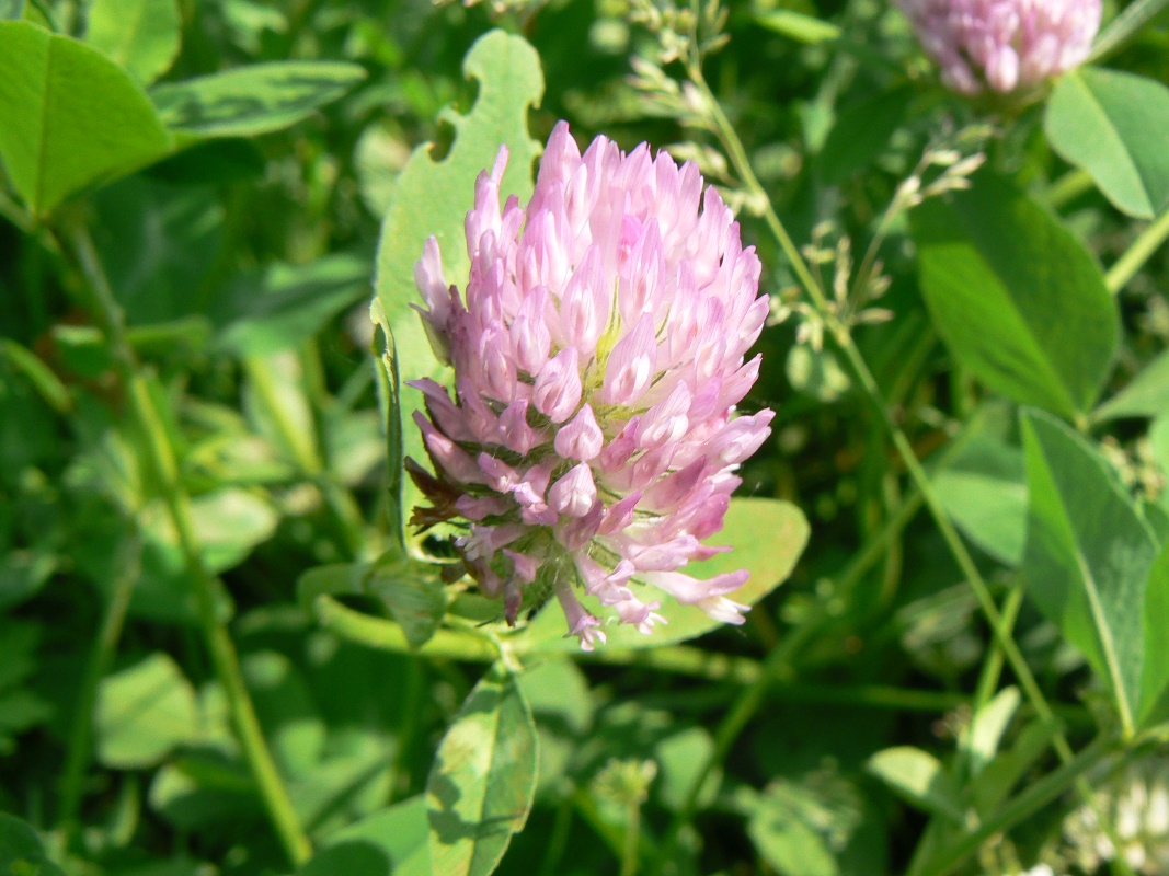 Изображение особи Trifolium pratense.