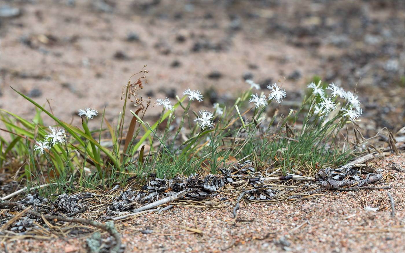 Изображение особи Dianthus borussicus.