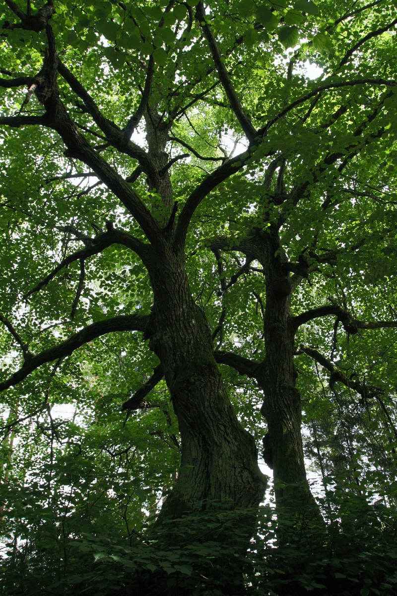 Image of Tilia cordata specimen.