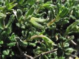 Lithodora hispidula. Побеги с формирующимися плодами. Греция, о. Родос, окр. мыса Прасониси, песчаный берег Средиземного моря. 9 мая 2011 г.