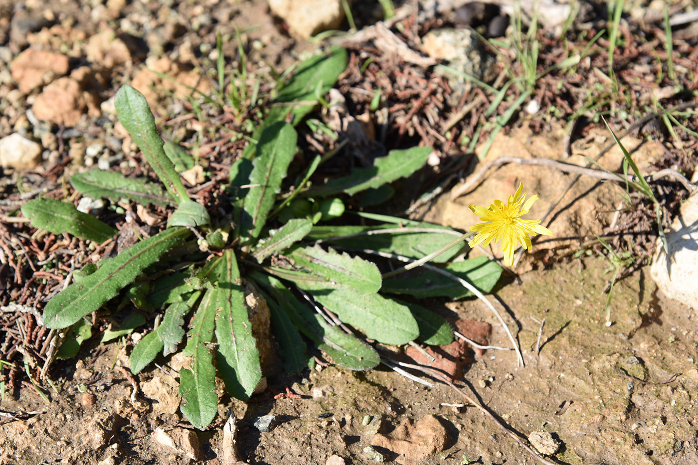 Image of familia Asteraceae specimen.