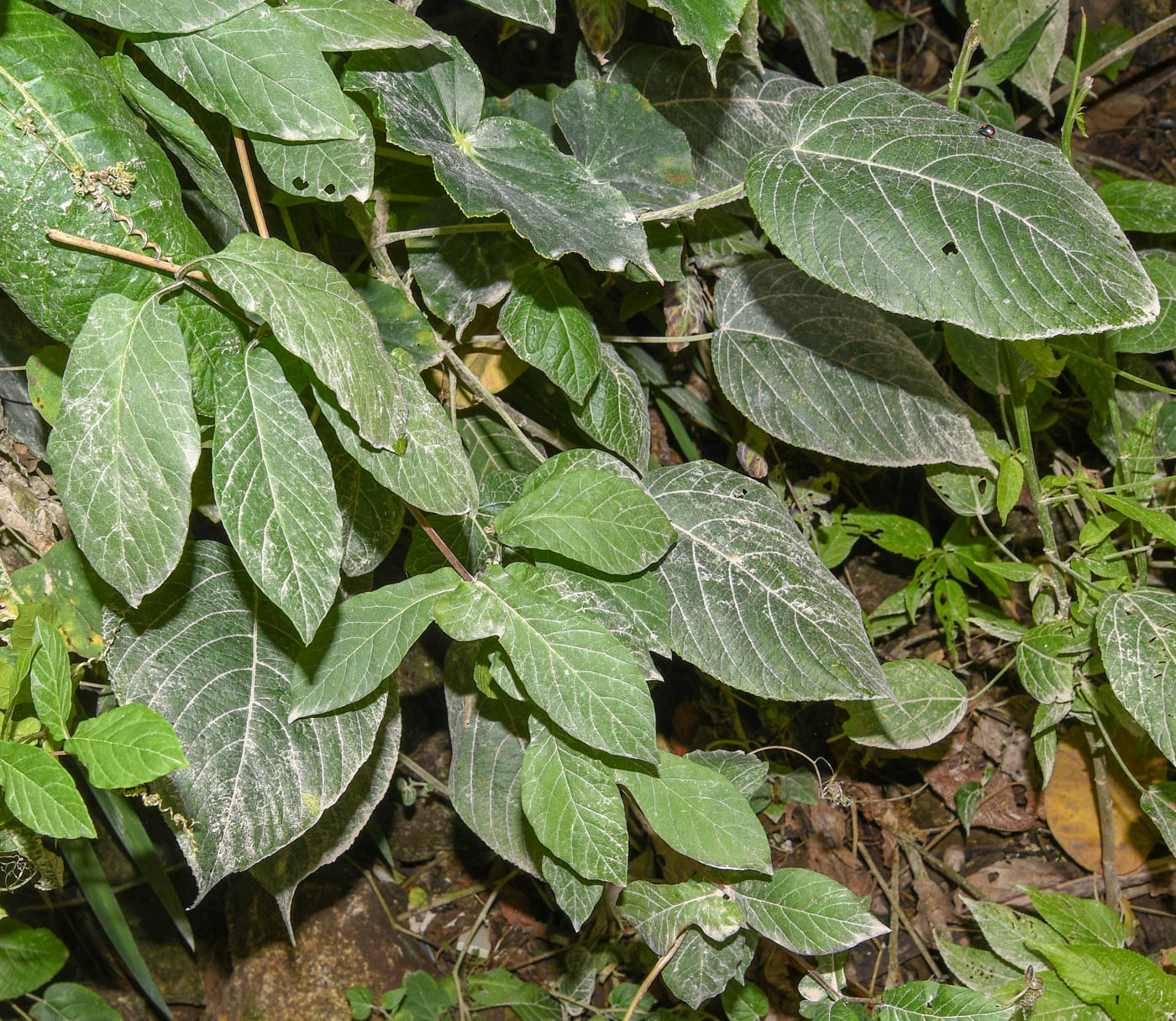 Изображение особи Cobaea scandens.