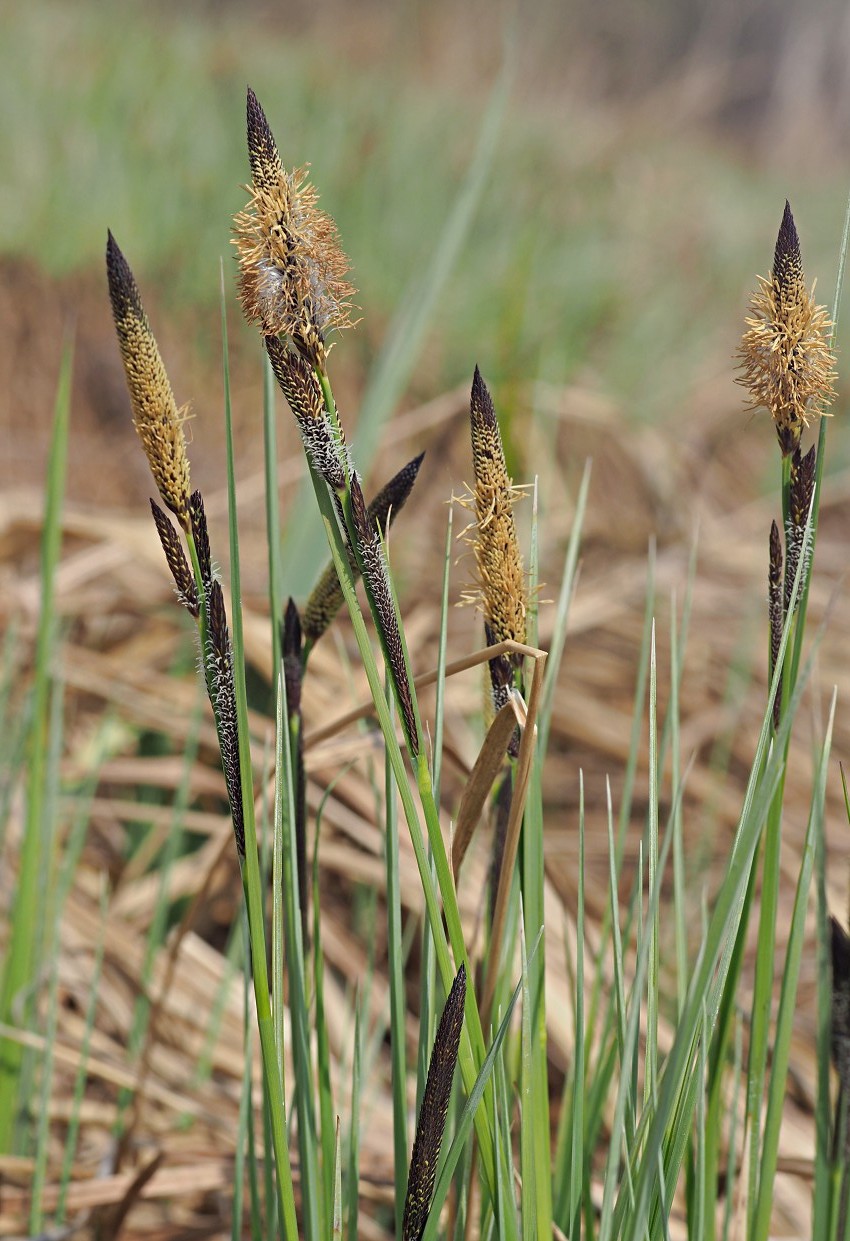 Image of Carex elata specimen.