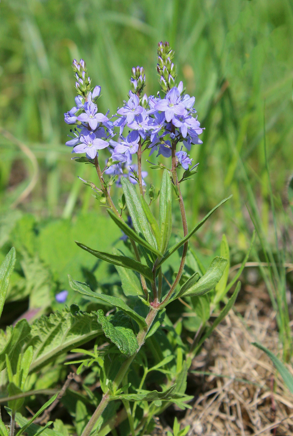 Изображение особи Veronica prostrata.