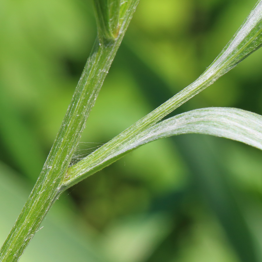 Image of Centaurea cyanus specimen.