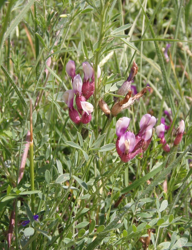 Image of Astragalus vesicarius var. albidus specimen.