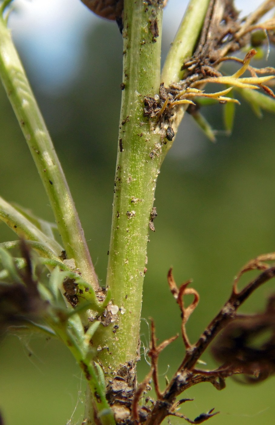 Изображение особи Matricaria discoidea.