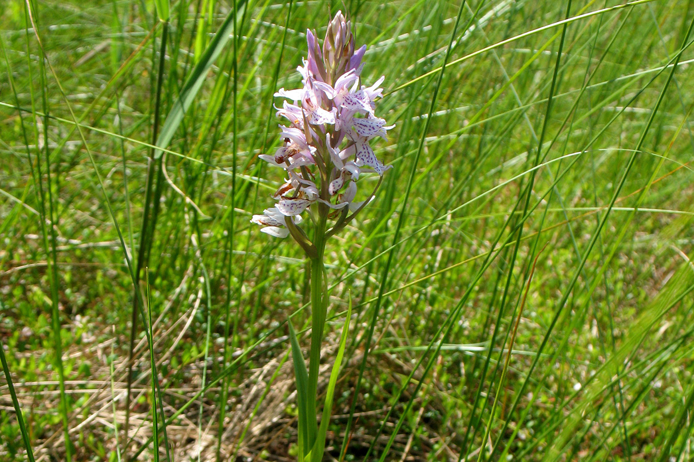 Image of Dactylorhiza traunsteineri specimen.