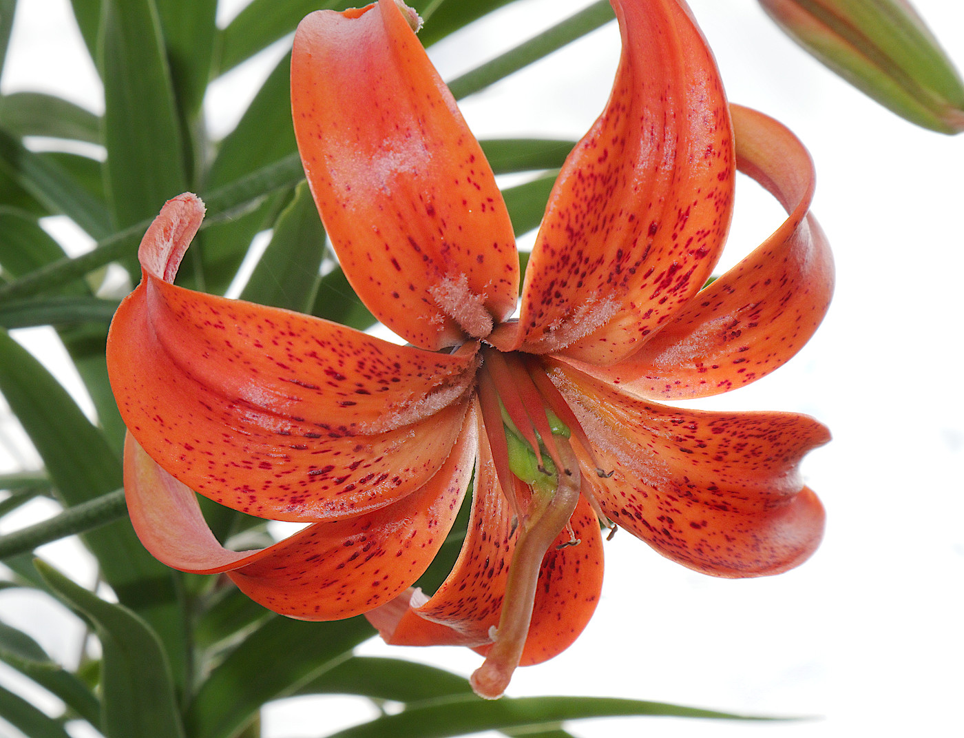 Изображение особи Lilium davidii.